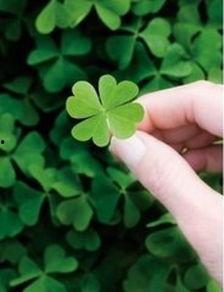 吃瓜四叶草娱乐,揭秘娱乐圈幕后故事